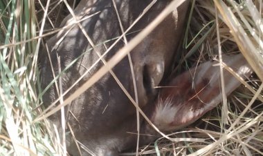 गोकसी मामले में पीड़ित ने जाँच अधिकारी पर शिथिलता का लगाया आरोप, सुचना देने के बाद भी आरोपिओं के खुला घूमने का किया दावा