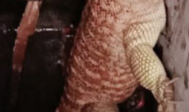 उनवल में मिला गोह जीव, देख कर दहशत में लोग