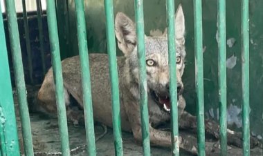 आदमखोर भेड़िये की गिरफ्तारी, 10 मासूमों की जान लेने वाला खतरनाक शिकारी आखिर पकड़ा गया