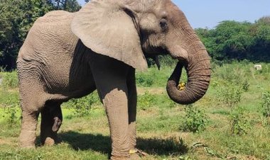 केंद्रीय राज्यमंत्री कीर्ति वर्धन सिंह का रंग लाया प्रयास, अफ्रीकी हाथी 'शंकर' हुआ जंजीर से मुक्त