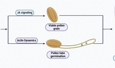 पराग विकास एवं बीज उत्पत्ति के निर्माणकर्ता की पहचान