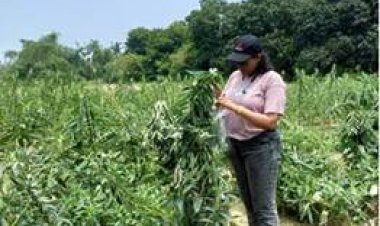 पश्चिम बंगाल के मिदनापुर में तिल के फूलों को प्रभावित करने वाले बैक्टीरिया की पहचान की गई