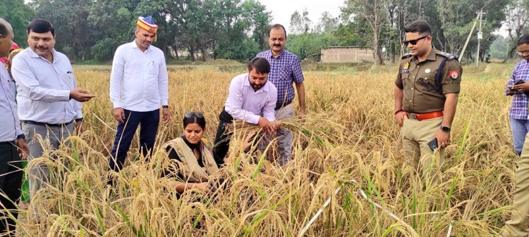 जनपद में धान की फसल का उत्पादन जानने को लेकर डीएम ने कराई क्राप कटिंग