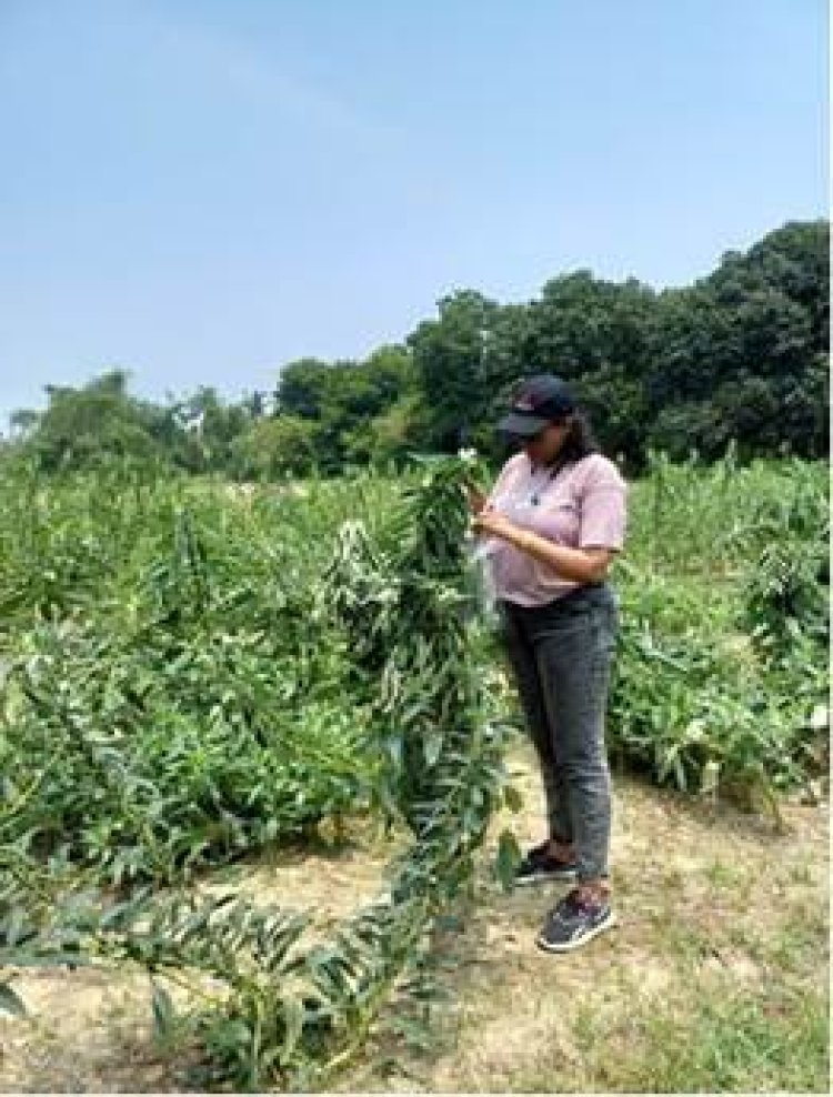 पश्चिम बंगाल के मिदनापुर में तिल के फूलों को प्रभावित करने वाले बैक्टीरिया की पहचान की गई