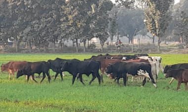 छुट्टा पशुओं से त्रस्त किसान: प्रशासन से न्याय की गुहार, पढ़ें पूरी रिपोर्ट