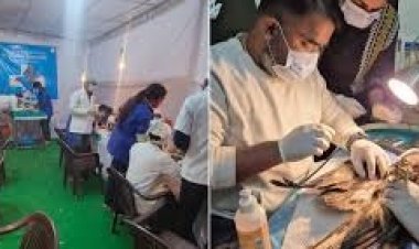 मकर संक्रांति 2025: पतंग की डोर बनी मौत का फंदा, मुंबई में 700 से अधिक पक्षी घायल