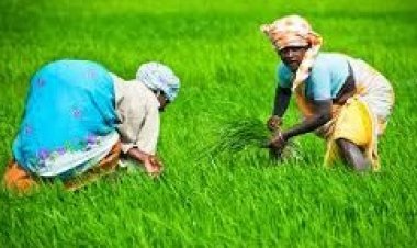 मकर संक्रांति: फसल कटाई का उत्सव और भारत की सांस्कृतिक धरोहर