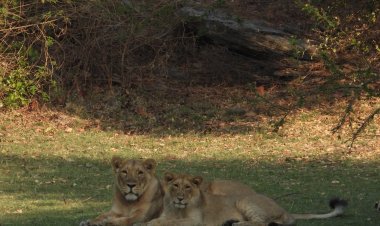 विश्व शेर दिवस 2025 कल गुजरात में मनाया जाएगा