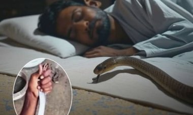 ललितपुर में युवक की दिलेरी: आधे घंटे तक हाथों से दबाए रखा काला सांप, गांव में बना चर्चा का विषय