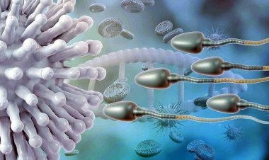 COVID-19 संक्रमण से बदल सकते हैं पुरुषों के शुक्राणु, नई संतानों में चिंता और दिमागी बदलाव का खतरा