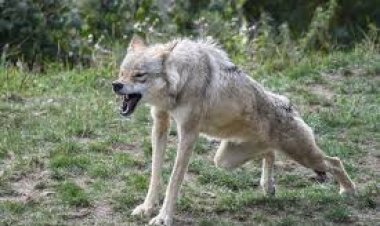 भोर की चीख से शाम की गोली तक: बहराइच में आदमखोर भेड़िये का अंत, एक मासूम की जान लेकर थमा आतंक