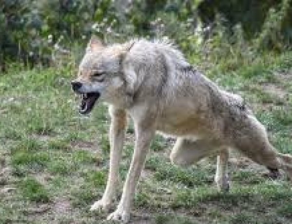 भोर की चीख से शाम की गोली तक: बहराइच में आदमखोर भेड़िये का अंत, एक मासूम की जान लेकर थमा आतंक