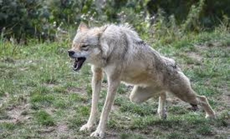 भोर की चीख से शाम की गोली तक: बहराइच में आदमखोर भेड़िये का अंत, एक मासूम की जान लेकर थमा आतंक