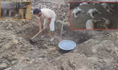 आवारा कुत्तों का आतंक: एक ही रात में 6 बकरों की मौत, 6 गंभीर घायल — डेढ़ लाख का नुकसान, गांव में दहशत का माहौल