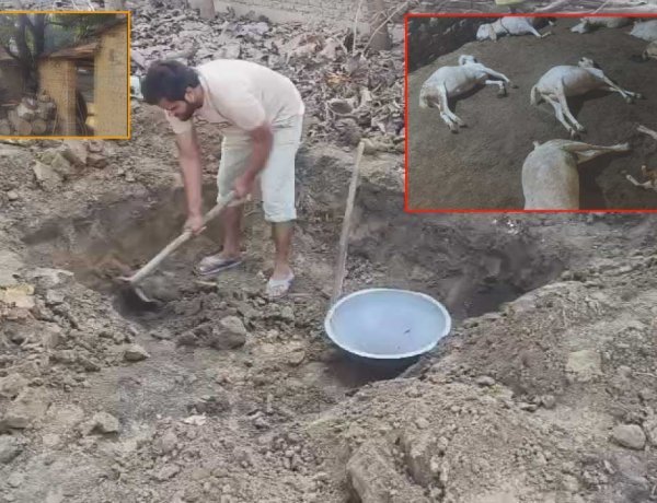 आवारा कुत्तों का आतंक: एक ही रात में 6 बकरों की मौत, 6 गंभीर घायल — डेढ़ लाख का नुकसान, गांव में दहशत का माहौल