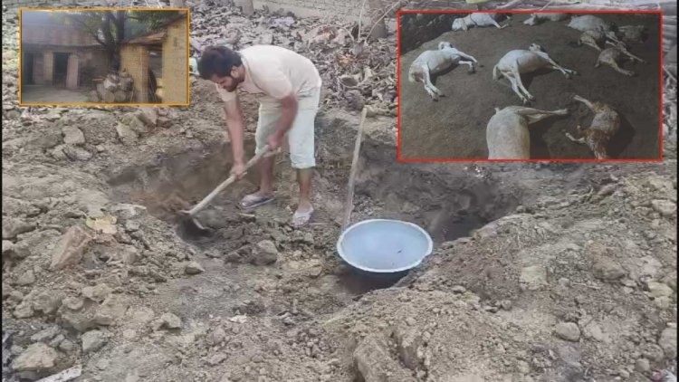 आवारा कुत्तों का आतंक: एक ही रात में 6 बकरों की मौत, 6 गंभीर घायल — डेढ़ लाख का नुकसान, गांव में दहशत का माहौल