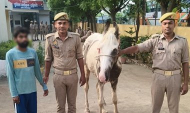 घोड़ा चोरी की वारदात का बेलीपार पुलिस ने किया खुलासा, आरोपी गिरफ्तार—चोरी का घोड़ा बरामद