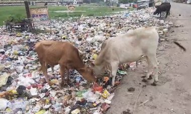 कौड़ीराम में गोवंश संरक्षण के दावों पर सवाल, कूड़े के ढेर में भोजन तलाशते नजर आए छुट्टा पशु