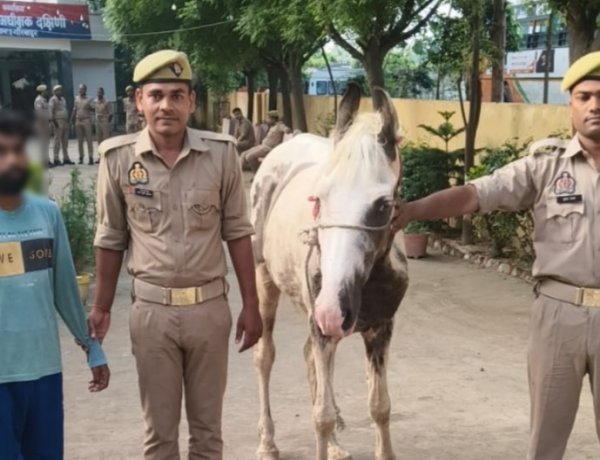 घोड़ा चोरी की वारदात का बेलीपार पुलिस ने किया खुलासा, आरोपी गिरफ्तार—चोरी का घोड़ा बरामद