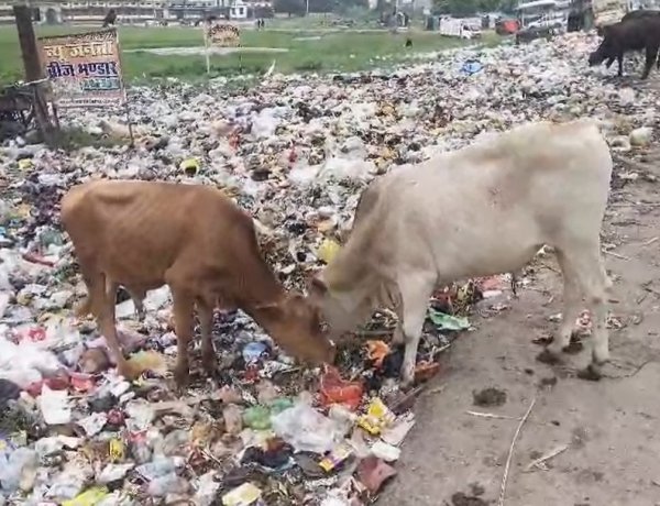 कौड़ीराम में गोवंश संरक्षण के दावों पर सवाल, कूड़े के ढेर में भोजन तलाशते नजर आए छुट्टा पशु