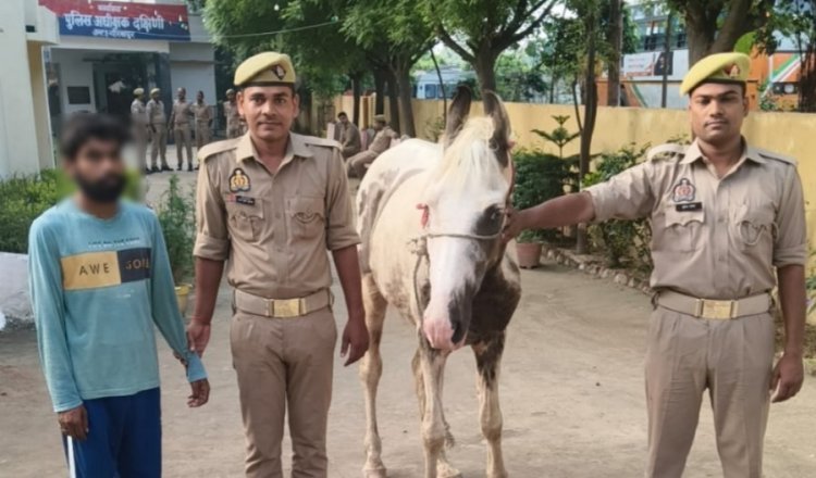 घोड़ा चोरी की वारदात का बेलीपार पुलिस ने किया खुलासा, आरोपी गिरफ्तार—चोरी का घोड़ा बरामद