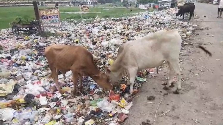 कौड़ीराम में गोवंश संरक्षण के दावों पर सवाल, कूड़े के ढेर में भोजन तलाशते नजर आए छुट्टा पशु